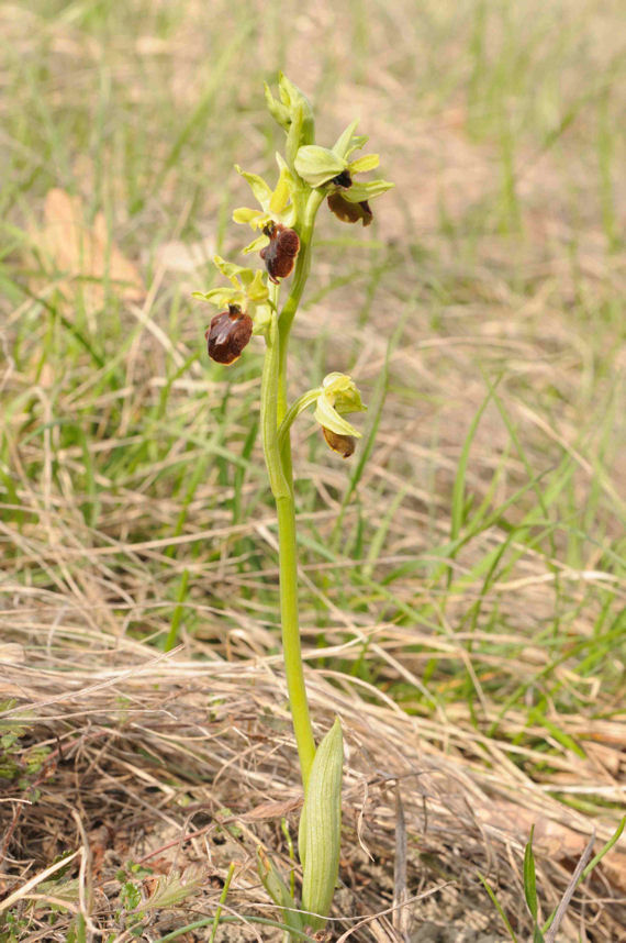 Ophrys dalle Langhe